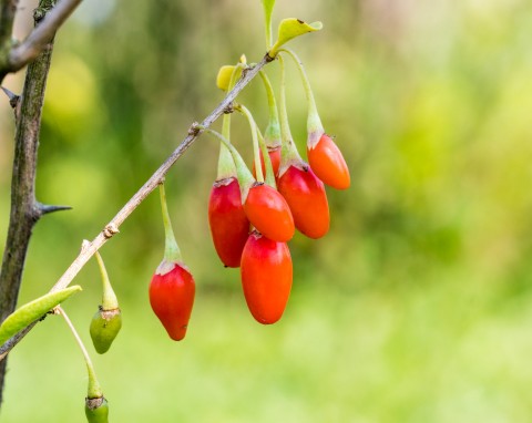 Jak uprawiać najzdrowsze owoce świata w ogrodzie? Pielęgnacja i wymagania jagody goji