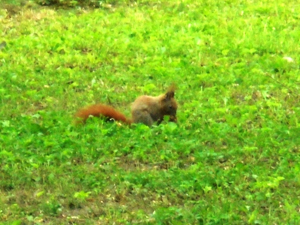 Pozostałe, PARK  ZDROJOWY  W  SOLCU - Park - Fauna