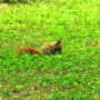 Pozostałe, PARK  ZDROJOWY  W  SOLCU - Park - Fauna