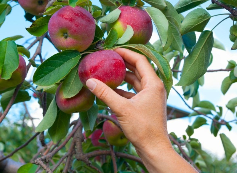 czy można zrywać owoce z drzewa sąsiada