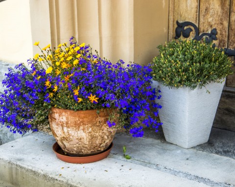 Lobelie i werbeny - kwiaty na balkon i taras. Jak sadzić?