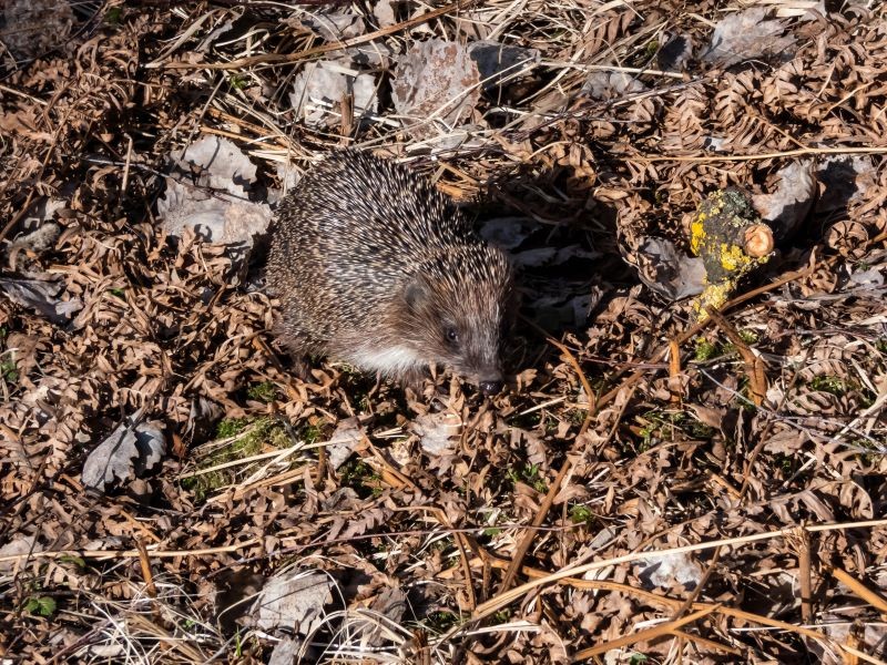 Jeż to sprzymierzeniec każdego ogrodnika.