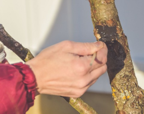 Miejsca po cięciach na drzewie goją się błyskawicznie. Każdy dobry ogrodnik powinien ją mieć