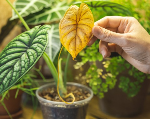 Jak uratować przenawożone rośliny doniczkowe? Praktyczne porady