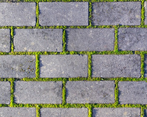 6 najlepszych sposobów na mech na kostce brukowej. Zniknie bez mozolnego szorowania