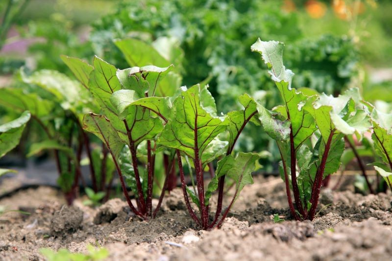 Złym towarzystwem dla buraków jest m.in. marchewka.