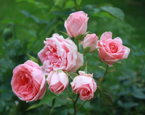Nawożenie róż trzeba zacząć już wiosną. Najlepsze naturalne nawozy do róż – jak je przygotować?