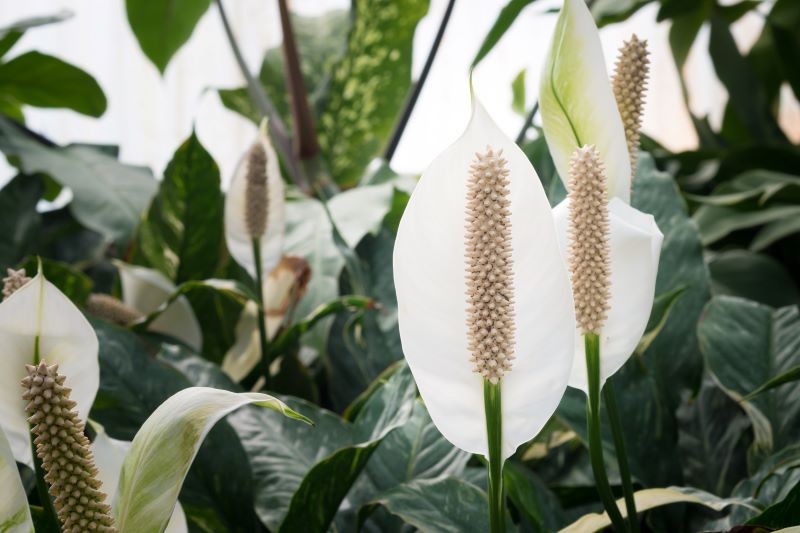 Jeśli chcemy, aby skrzydłokwiat kwitł i miał zielone liście, musimy dostarczyć mu niezbędne składniki odżywcze, takie jak magnez.