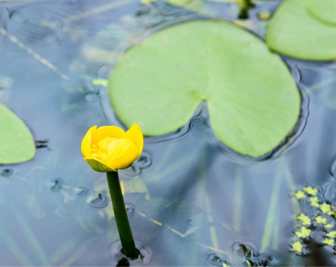 Grążel żółty (Nuphar lutea)