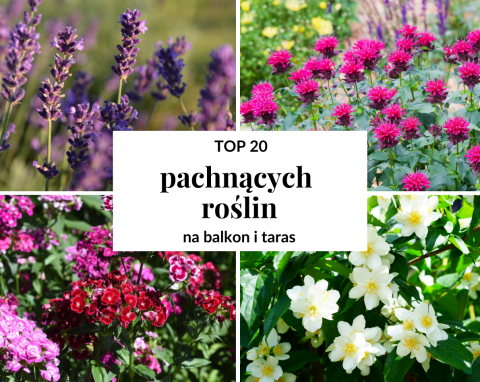 Oto lista 20 najlepszych roślin o obłędnym zapachu i wyglądzie