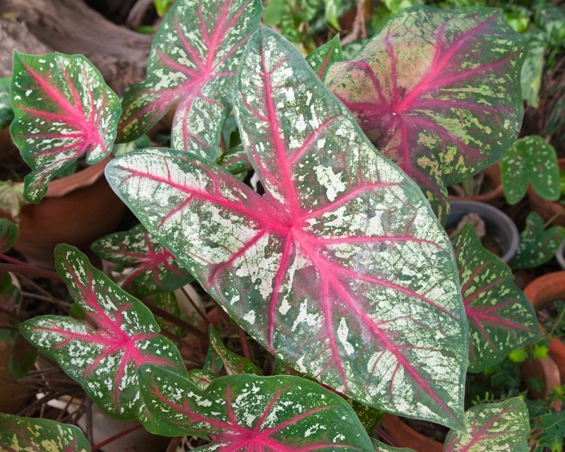 kaladium domowe odmiany