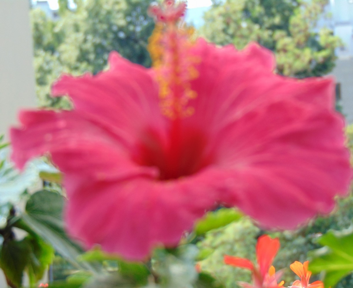 Rośliny, Pełnia lata ............... - ................i hibiskus..............