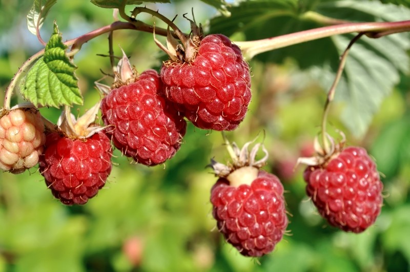 mocznik do nawożenia malin