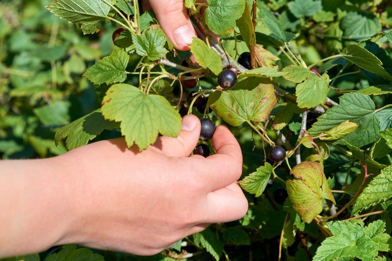 jesienne nawożenie porzeczek