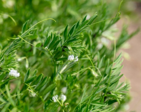 Roślina, która ma ogrom białka dobrze rośnie na balkonie. Siew i uprawa soczewicy w doniczce