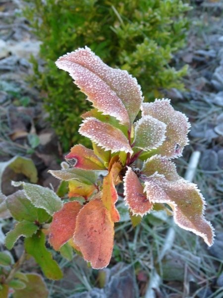 Rośliny, Listki z mojego ogródka - mahonia