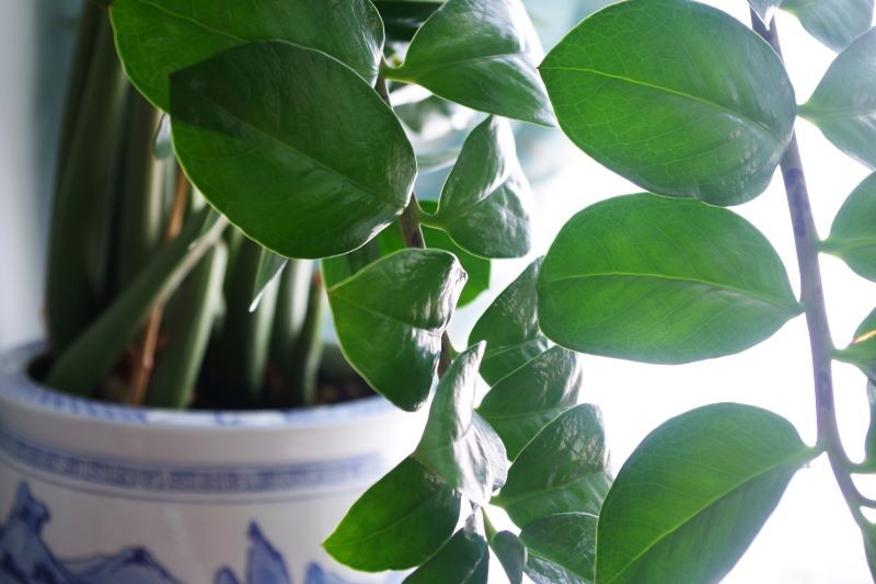 Białkowa odżywka pobudzi zamiokulkasa do wypuszczania nowych pędów i liści.