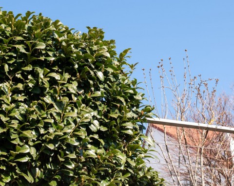Dlaczego laurowiśnia ma brązowe liście po zimie? Jak odratować krzew i czym go nawozić