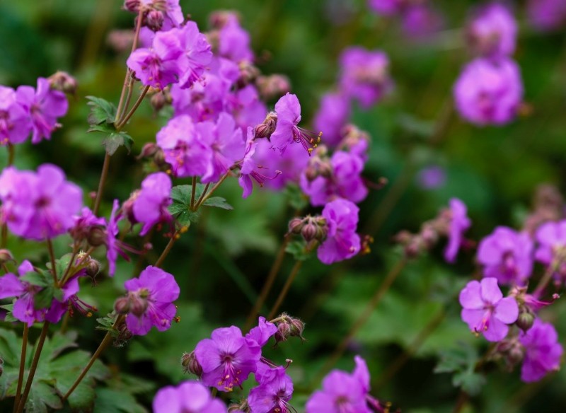 jak pielęgnować rośliny kobiercowe