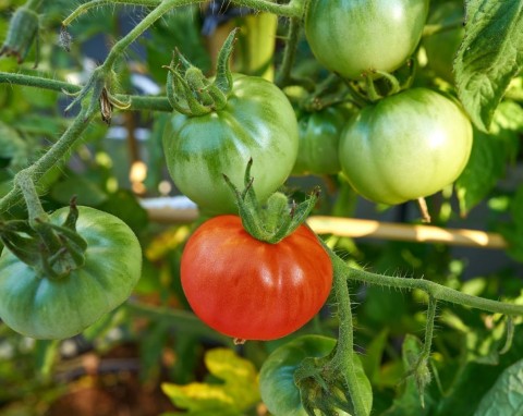 Bor w uprawie pomidorów. Dlaczego warto sadzić buraki pod pomidorami?