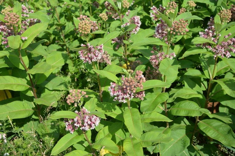 trojeść amerykańska