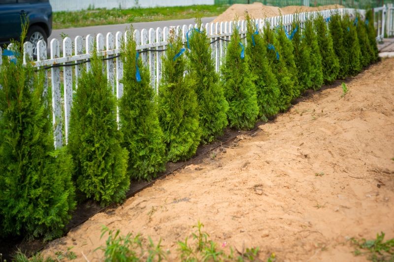Tuje najczęściej są sadzone w formie żywopłotu.