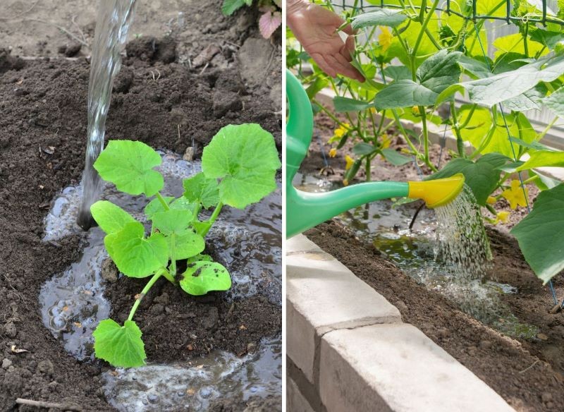 podlewanie pomidorów