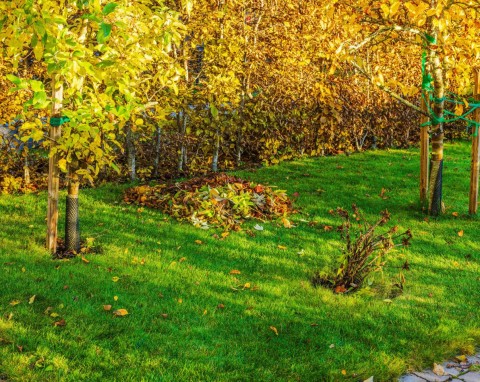 Jak zabezpieczyć drzewka owocowe przed zającami, sarnami i dzikami? Sposoby sadowników