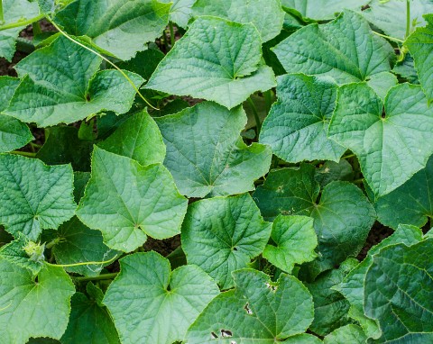 Czym nawozić ogórki w lipcu? Naturalna odżywka na wiadra pełne twardych i zdrowych ogórków