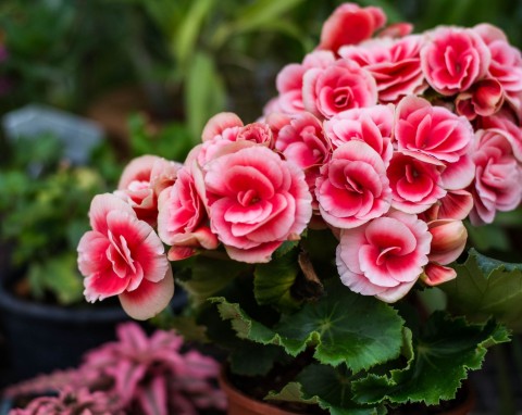 Begonia bulwiasta (Begonia tuberhybrida)