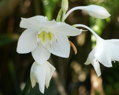 Kwitnie przez kilka miesięcy, cudnie pachnie. Eucharis (lilia amazońska) – uprawa w doniczce