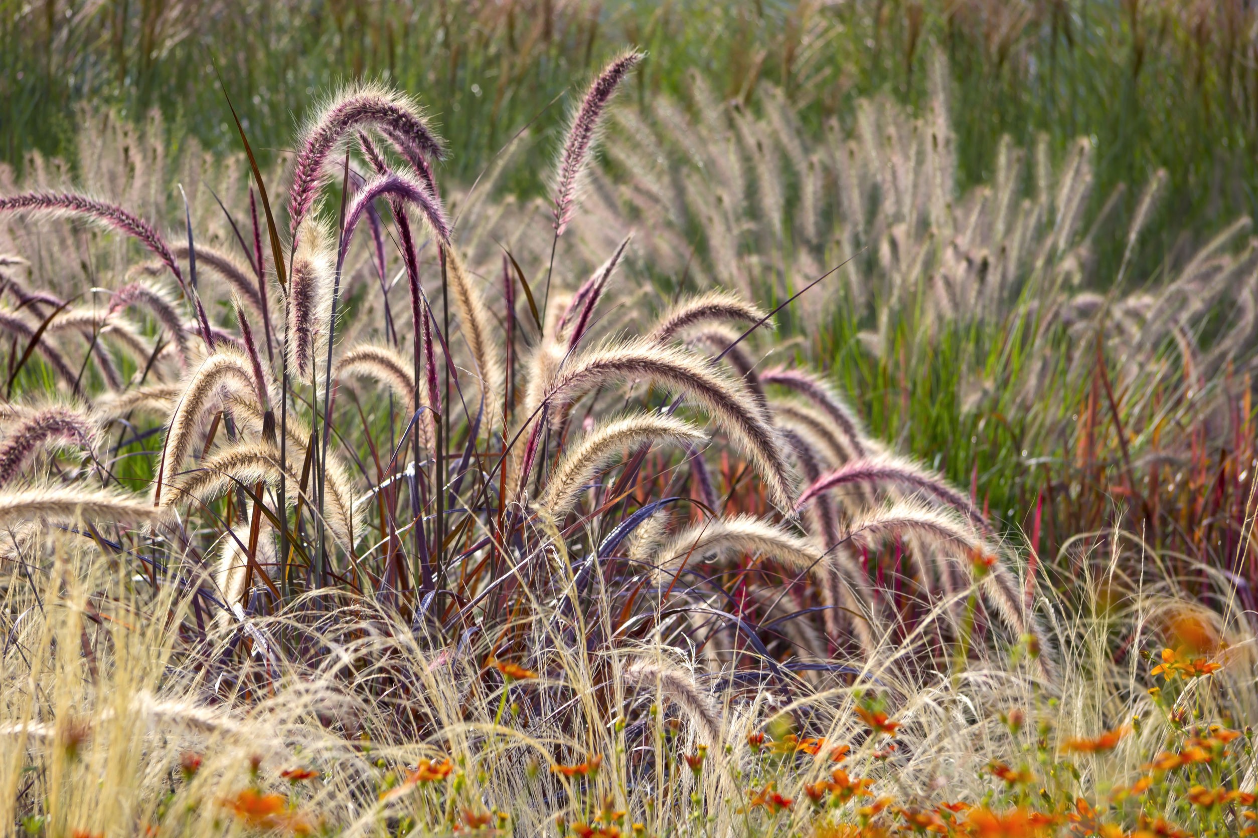 Trawy ozdobne w ogrodzie kłosy