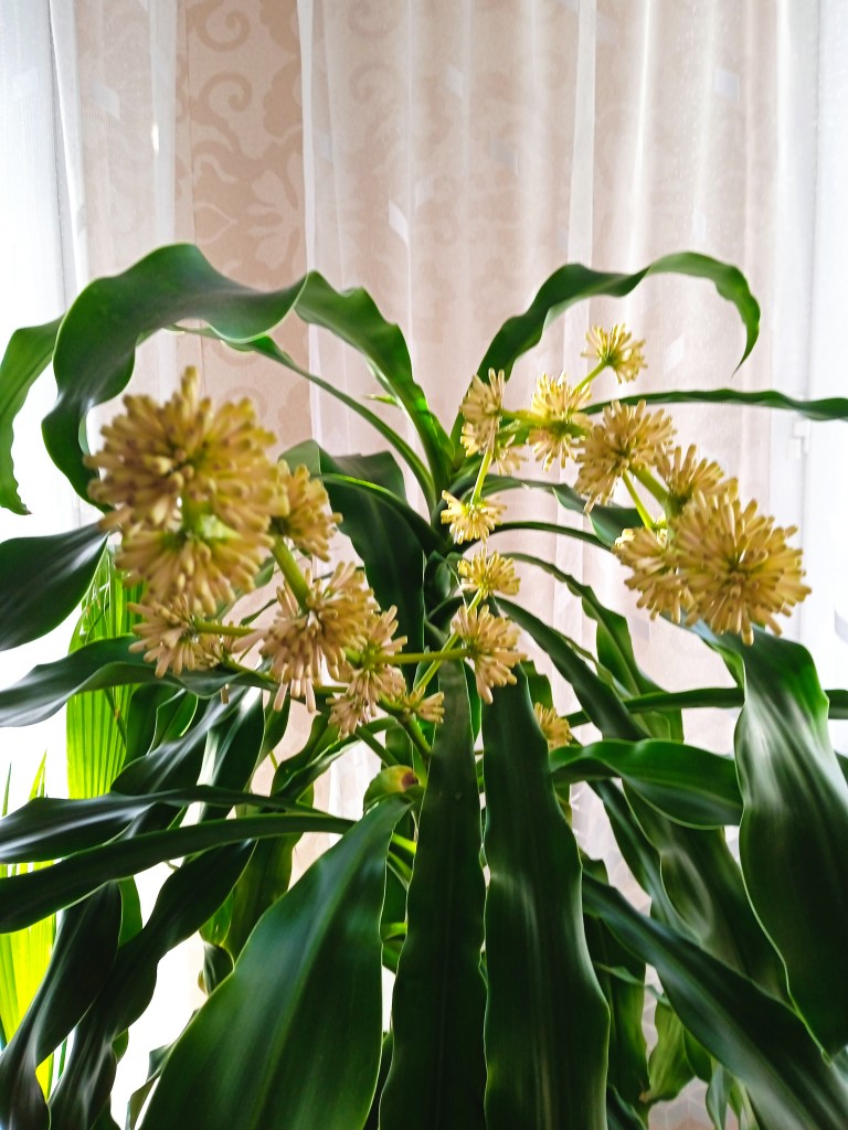 Pozostałe, Dracena wonna