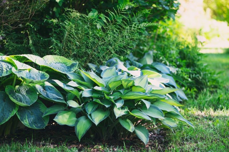 Łatwo zaspokoić niewygórowane wymagania host.