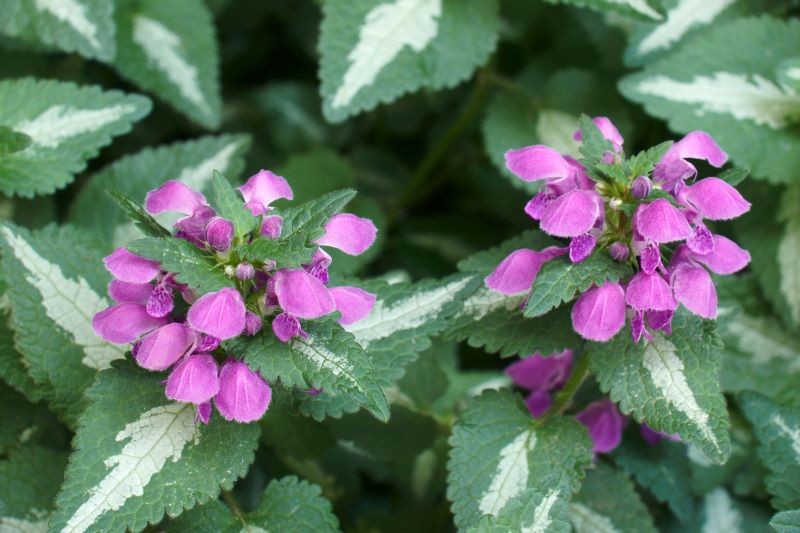 Jasnota plamista nie jest trudna w pielęgnacji, ale trzeba pamiętać o jej podlewaniu.