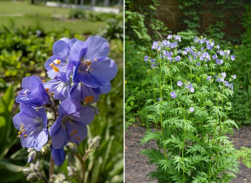 wielosił błękitny