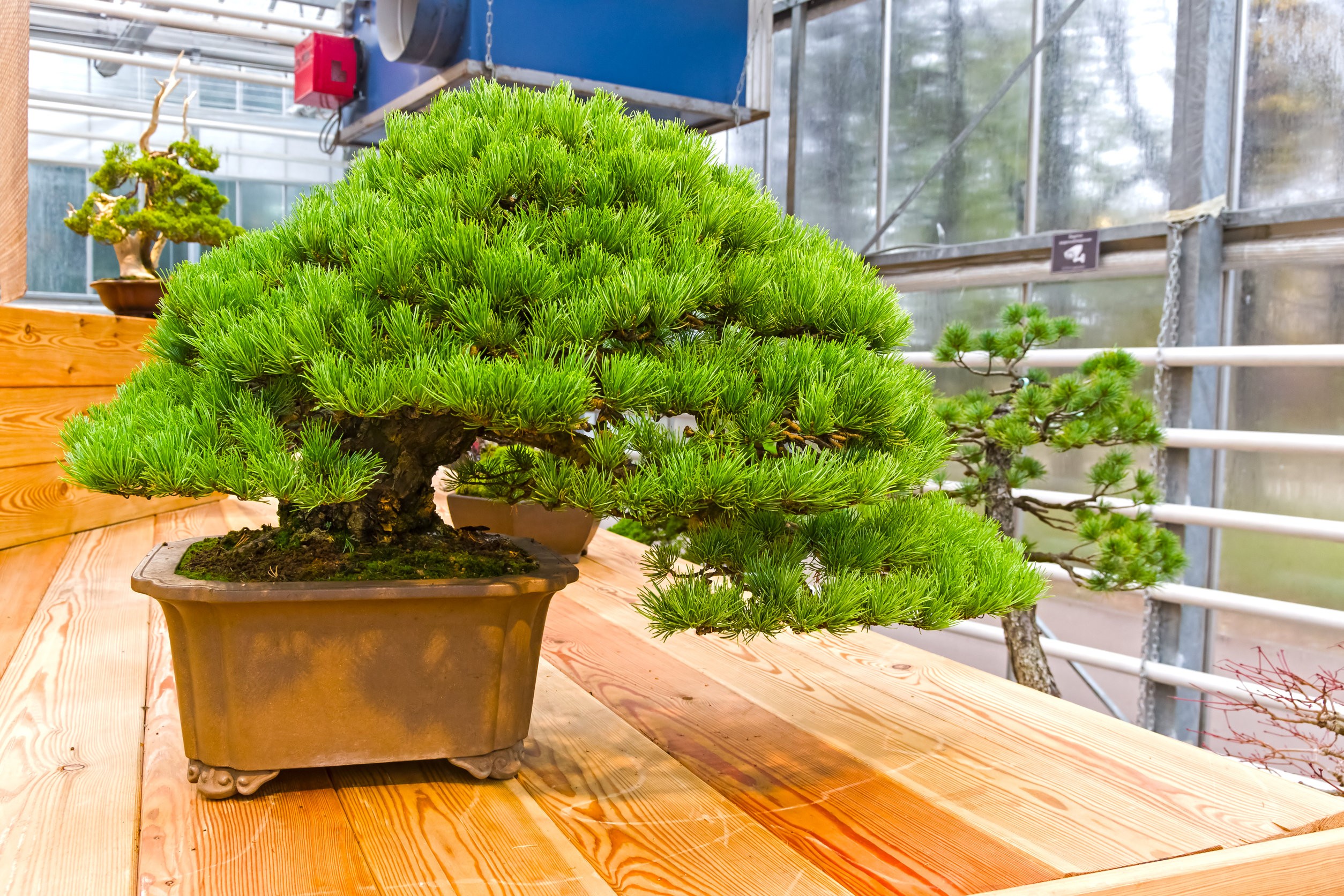 Drzewo Bonsai na stole