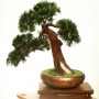 Dekoracje, Sztuczne drzewka bonsai (bonsai zokei) - Sztuczne drzewko bonsai - Bonsai Zokei
http://dragon.netgaleria.pl/sztuczne-bonsai,39.html