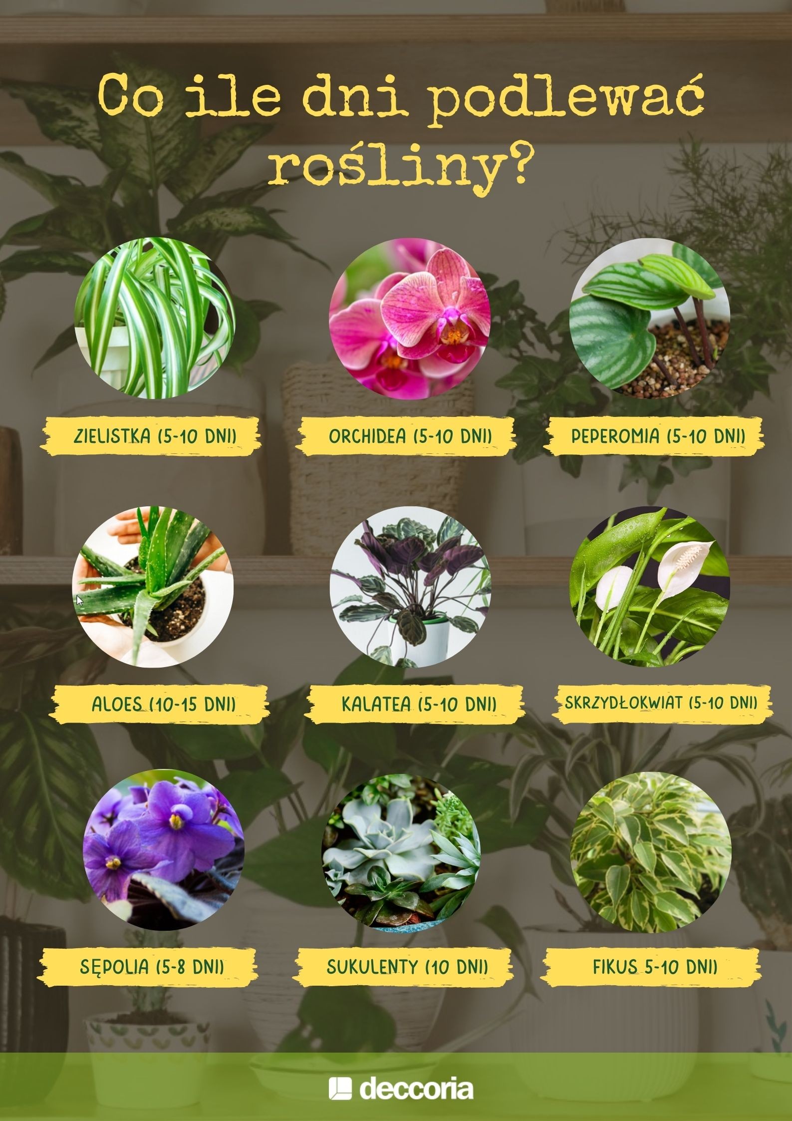 podlewanie roślin_infografika