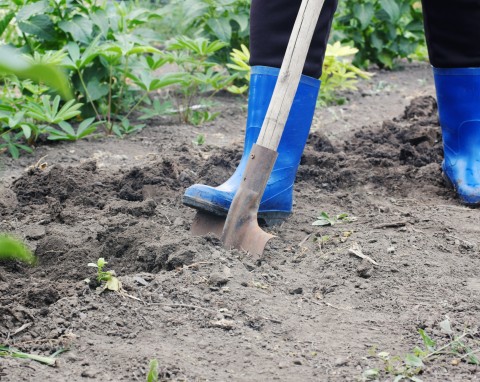 Jak i kiedy przekopywać podłoże? Ogród warzywny odwdzięczy się obfitym i zdrowym plonem