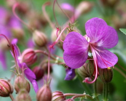 Bodziszek korzeniasty (Geranium macrorrhizum)