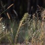 Leśne klimaty, ŚNIADANIE NA LEŚNEJ POLANIE