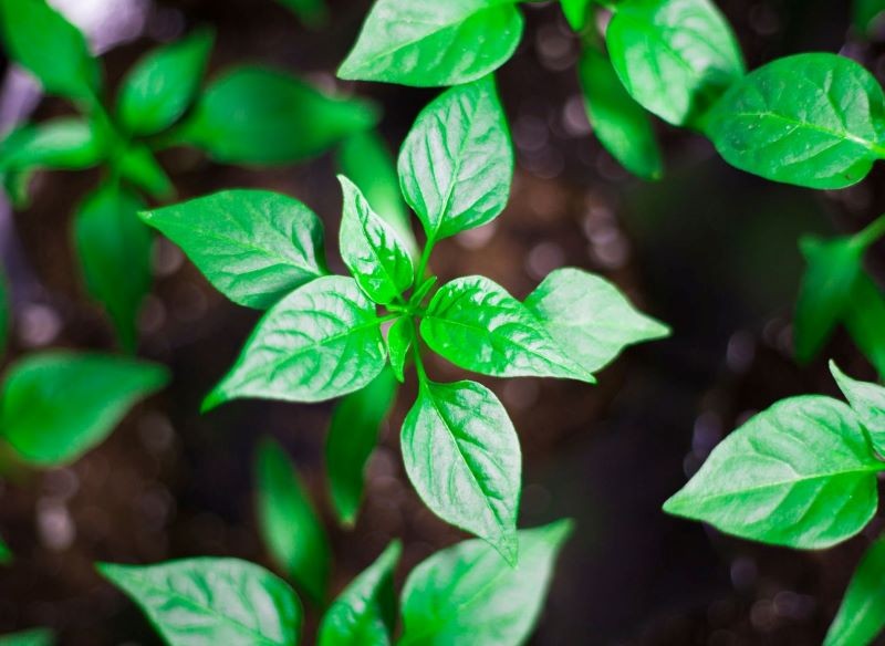 Które warzywa warto uszczykiwać? Przede wszystkim paprykę.