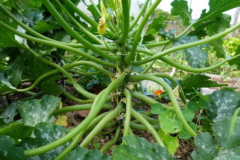 Uprawa cukinii jest bardzo łatwa i uda się w każdym ogrodzie.