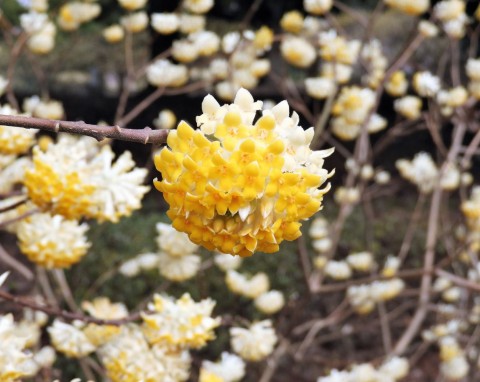 Krzewy kwitnące zimą. Warto je mieć w ogrodzie, bo tworzą niepowtarzalny klimat