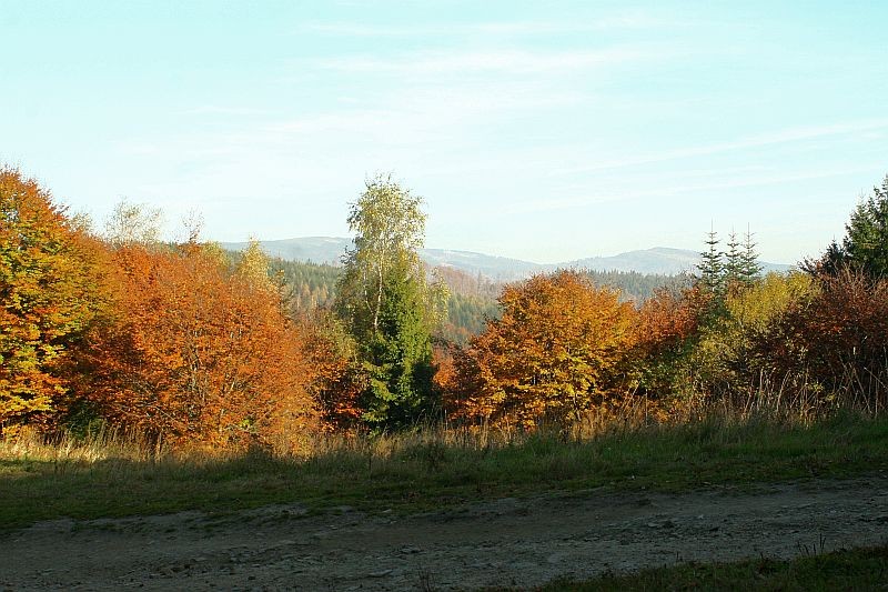 Pozostałe, Góralskie lasy