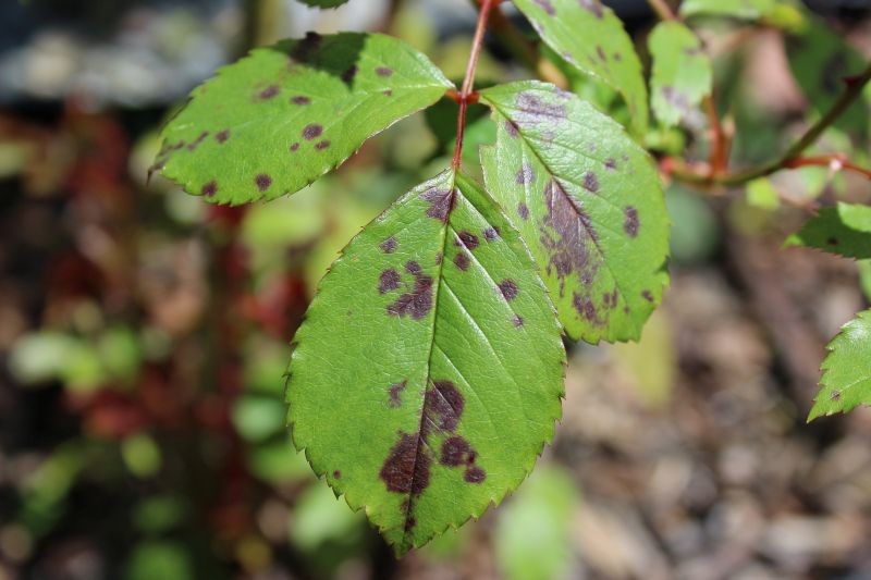 Czarne plamy na liściach róży zwiastują poważny problem dla ogrodnika.
