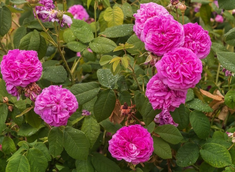 uprawa róży damasceńskiej