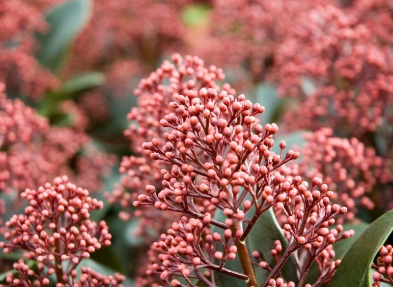 Skimię japońską dekorują groniaste kwiatostany. 