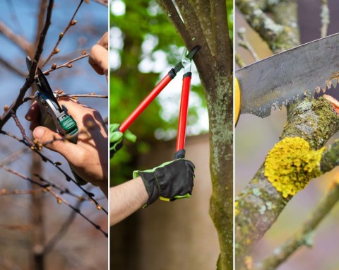 13 największych błędów przy obcinaniu drzew owocowych. Uważaj, bo nie będzie zbiorów